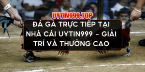 Đá gà trực tiếp